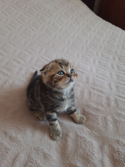 Шотландська висловуха дівчинка