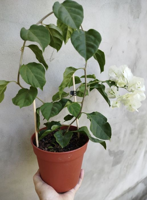 Бугенвілія  Bougainvillea  з цвітом