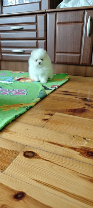 Szpic miniaturowy, pomeranian - biały piesek