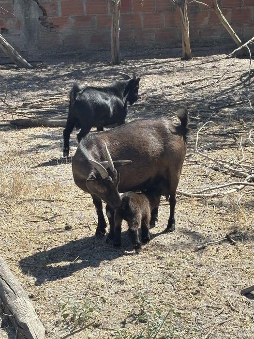 cabras e bode anãs