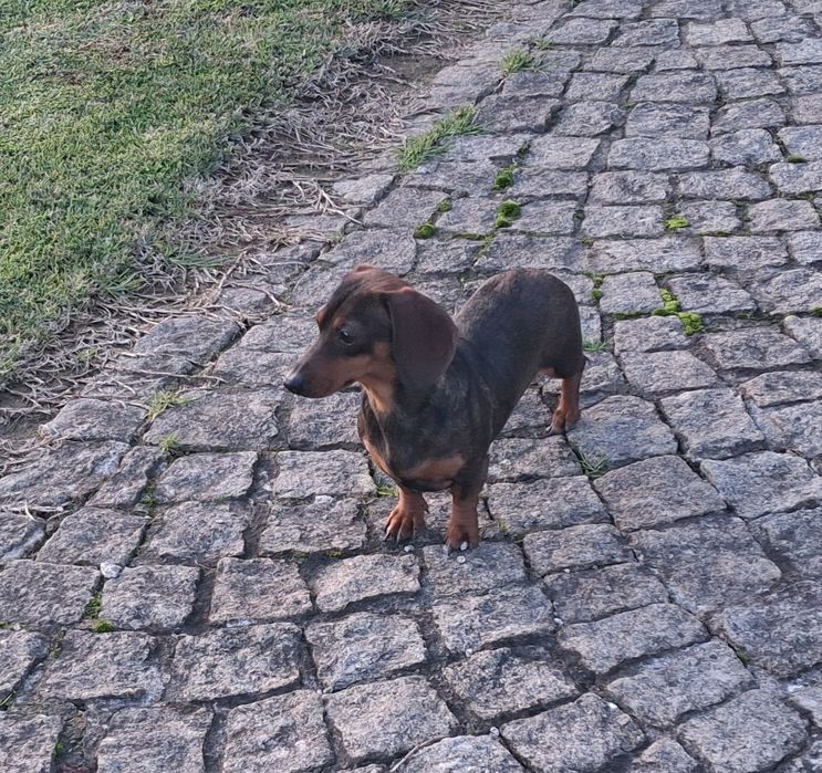 Teckel fêmea miniatura