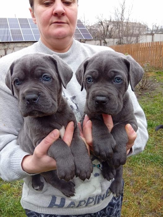 Сіренькі корсики цуценята щенки