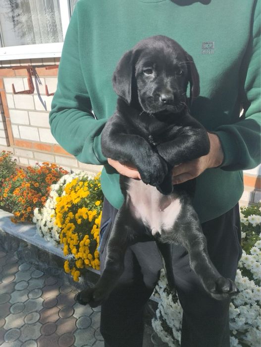 Продам цуценят Лабрадорів