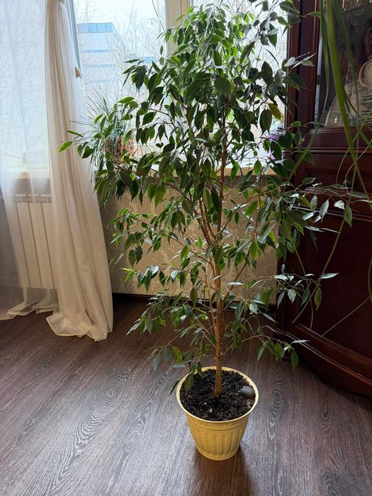 Комнатные растения