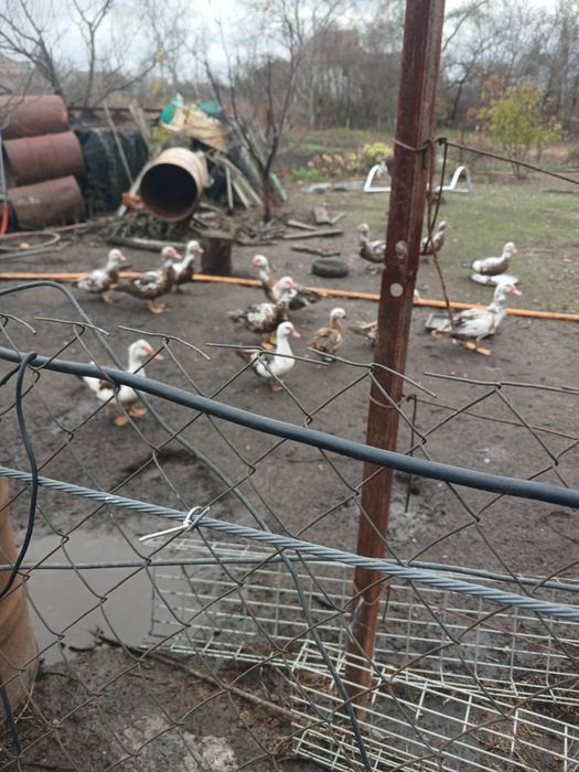 Продам уток-шипунов