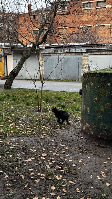 Пухнаста радість