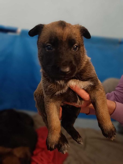 Хлопчик та дівчинка щенята бельгийской вівчарки малінуа!