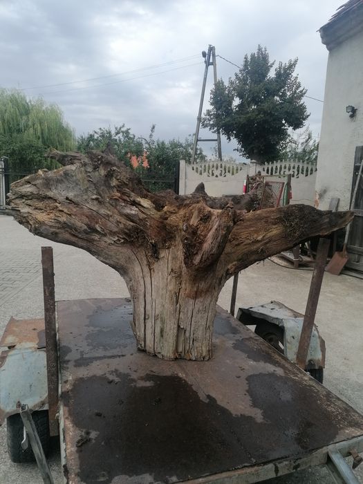 Konar Korzeń Dębowy