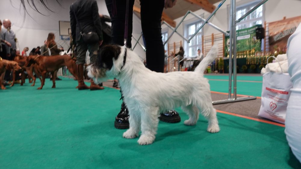 Jack Russell terrier