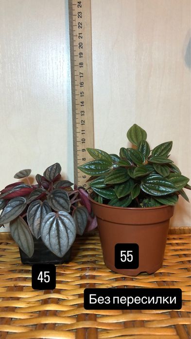 пеперомія/філодендрон/шлюмбергера
