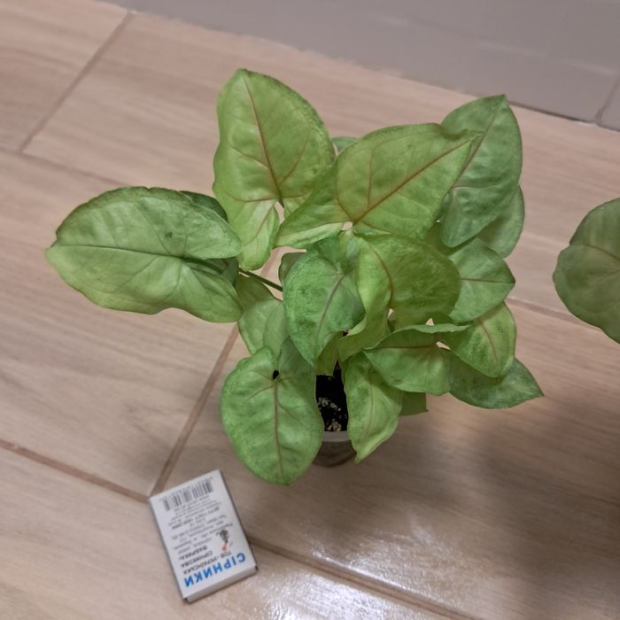 Сингониум  неон, манго, три короля . Взрослые, домашние. Недорого.