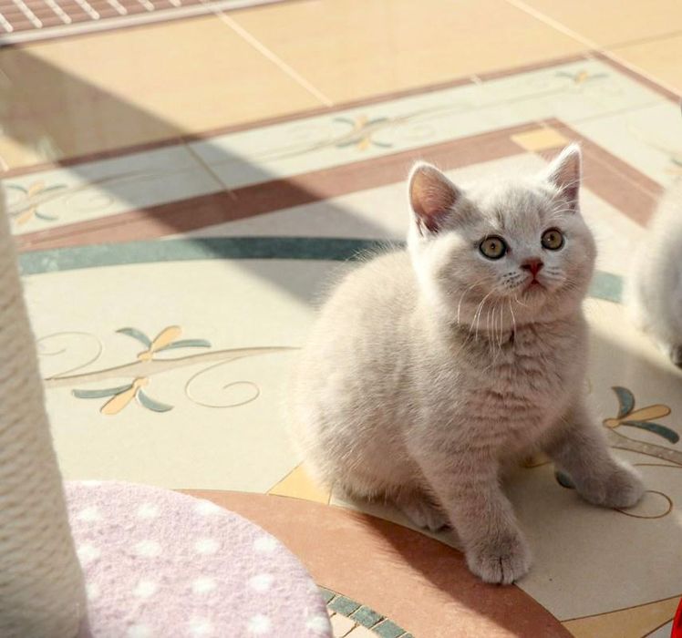 Шотландские прямоухие котята