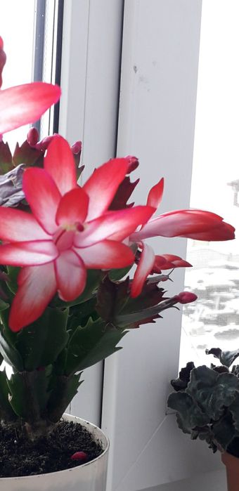 Декабрист білий, червоний і рожевий з білою серединкою