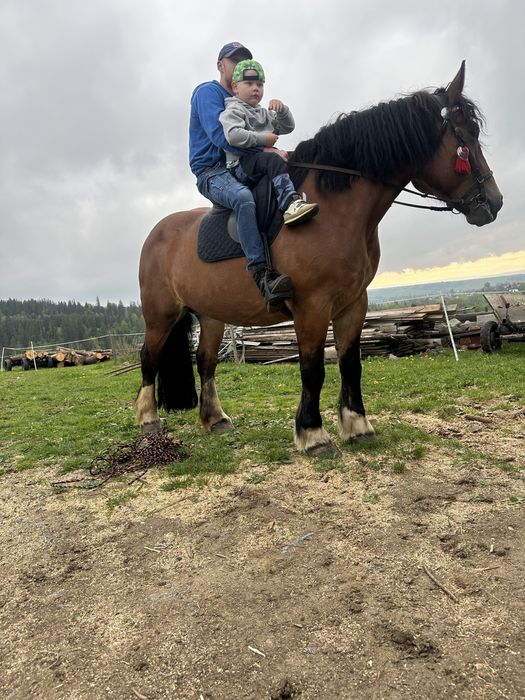 Sorzedam klacz zimnokrwista