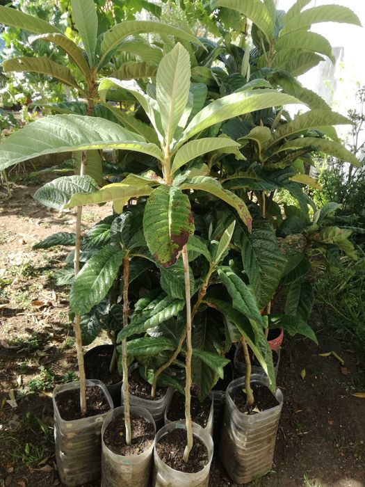 Nespereiras - Árvore