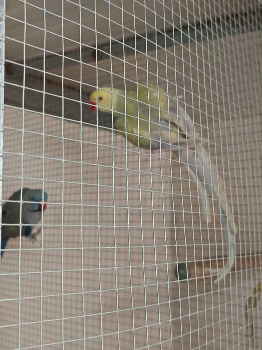 Casal de ring necks
