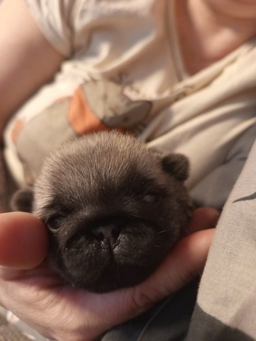 Mops chłopczyk Alfred