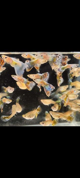 Gupik gupiki mozaika staromodna