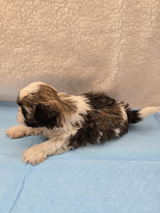 Śliczny piesek Shit Tzu