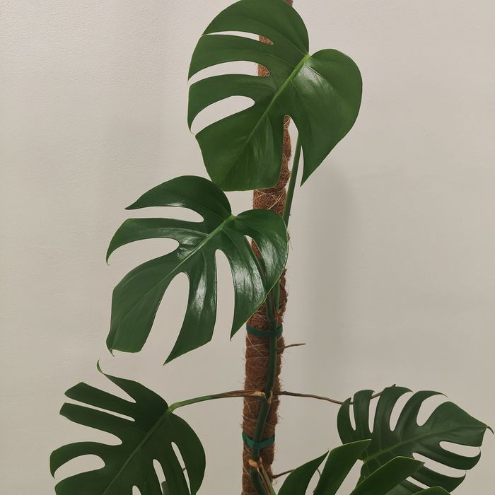 Montera deliciosa // planta interior