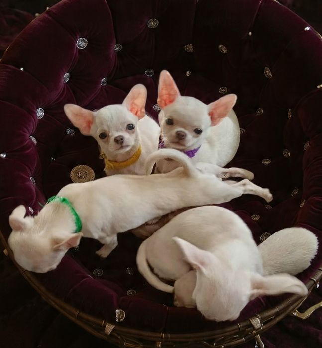 TEDDY śliczny chłopczyk z FCI