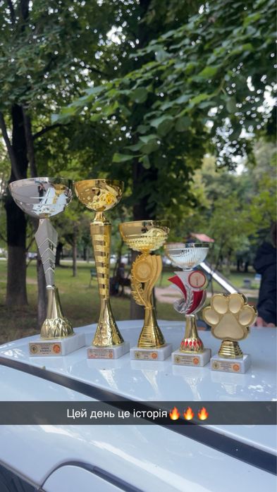 Топовий кобель для вязки , німецька вівчарка кобель