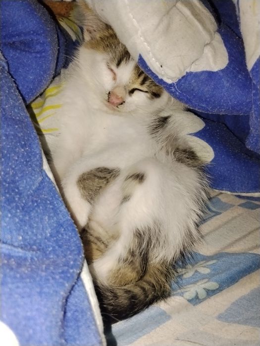 Шукає власників кошеняті.