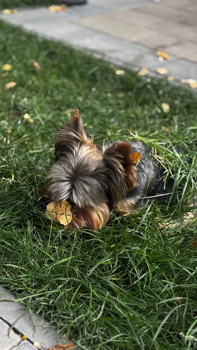 Вʼязка йорка йоркширського тер'єра