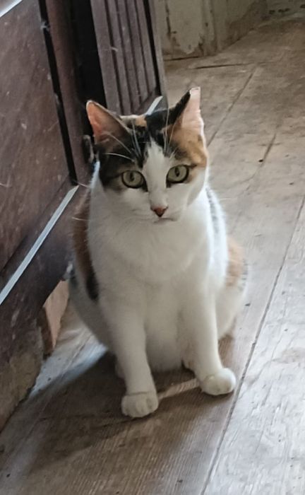 Gatinha adulta para adoção responsável