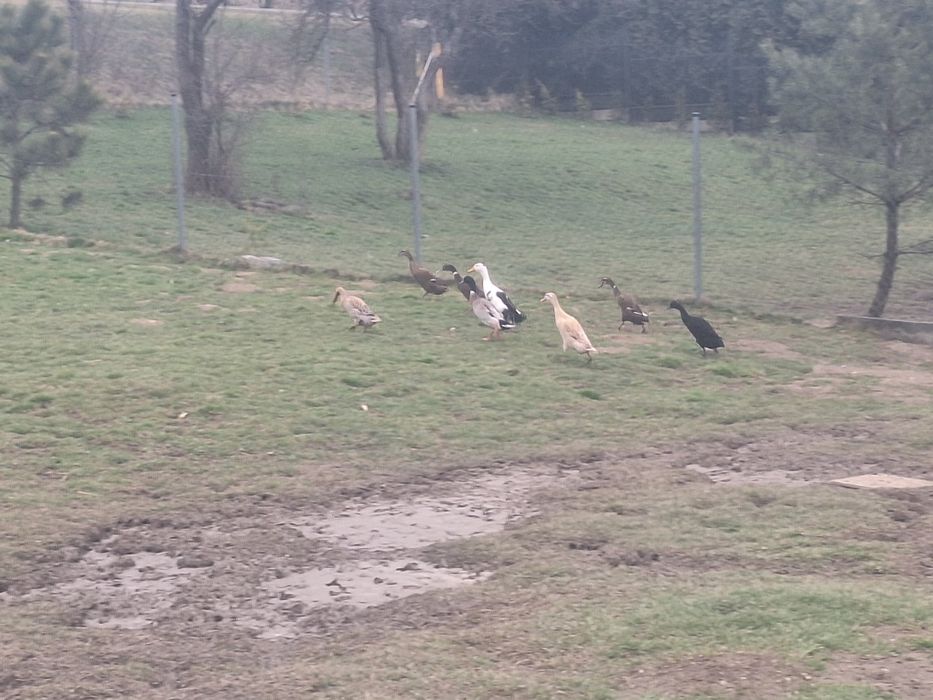 Kaczki biegusy indyjskie