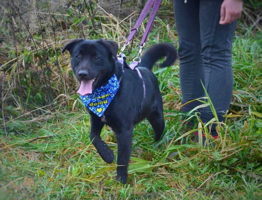 Nero - radosny psi brunecik szuka nowej rodziny! :)