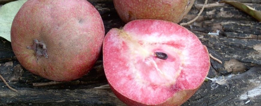 Pêra de carne Vermelha - SUPER DOCE - Planta viva