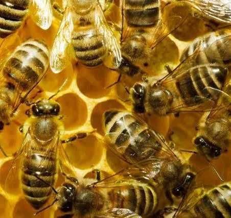 Терміново продам пасіку!!!