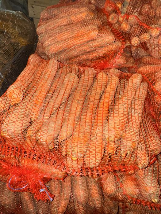 Marchew handlowa oraz odpadowa