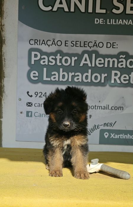 Pastor alemao  com pedigre