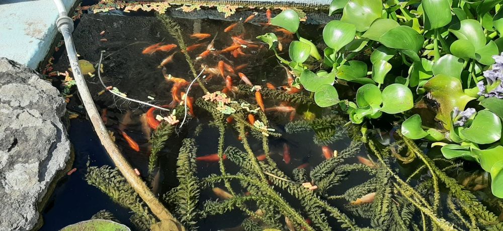 Peixes vermelhos, kinguios, pimpões.