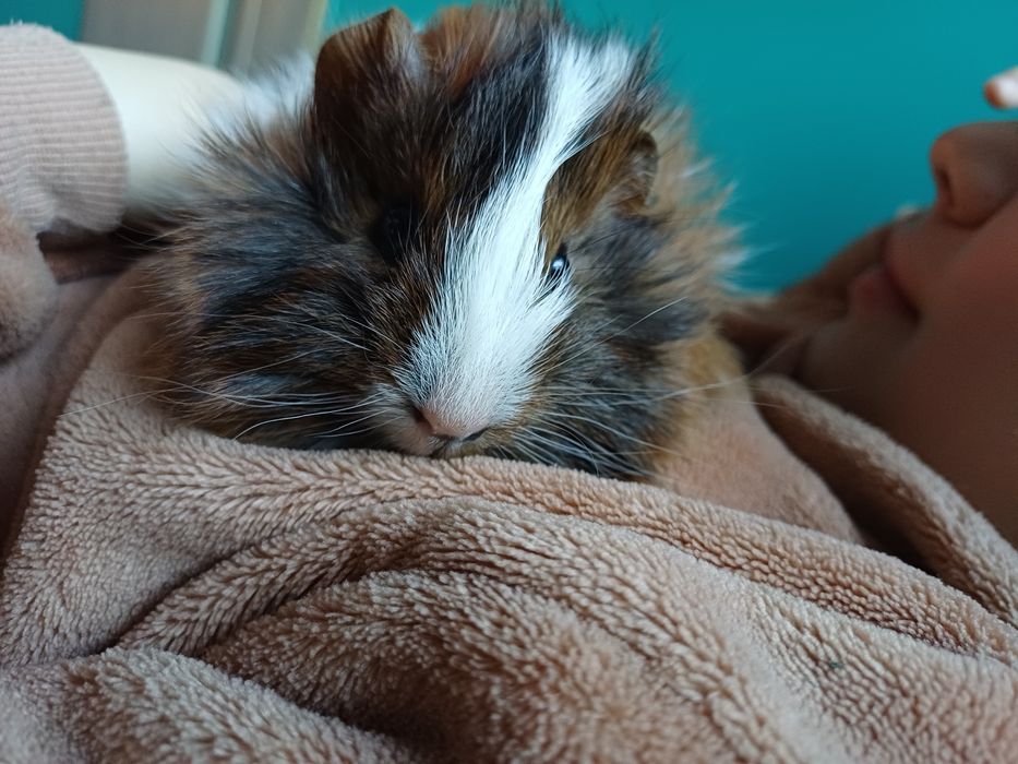 Swinka morska, cavia domowa samczyk