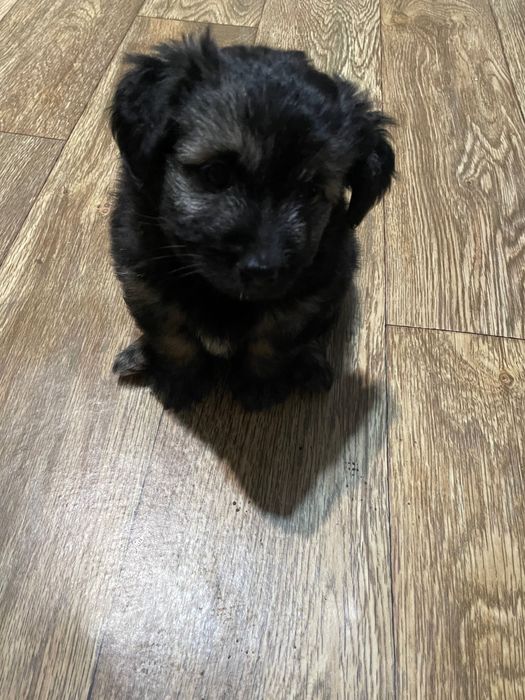 Віддамо у хороші руки двох собачок (хлопчик і дівчинка)