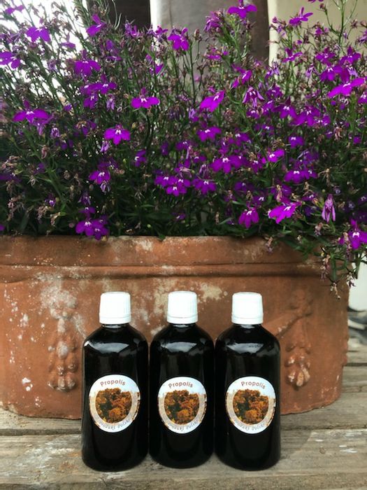 Propolis. Kit pszczeli.