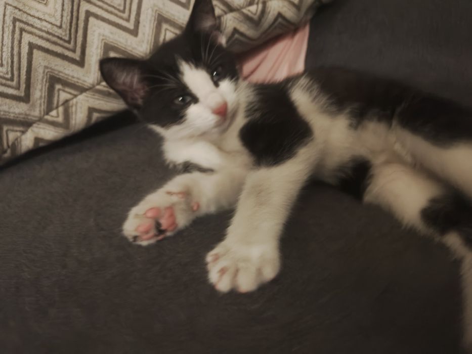 Kotek szuka domu