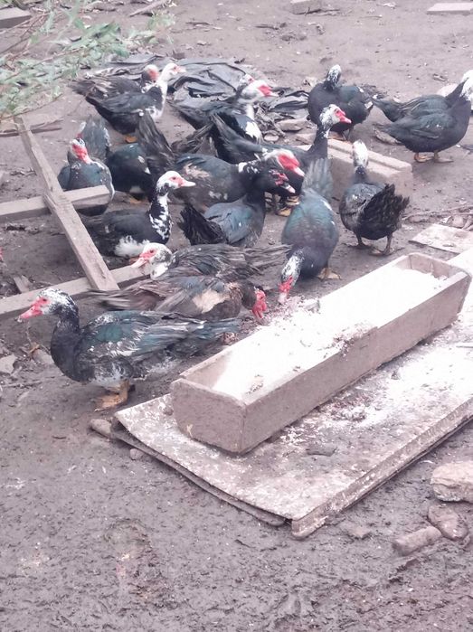 Kaczki Kaczory Sprzedam