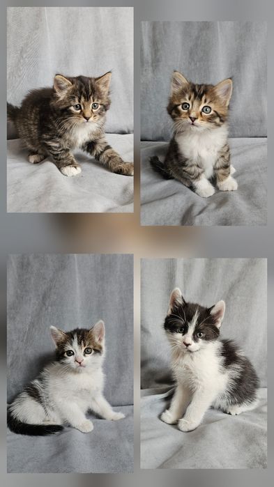 Кошенята в добрі ручки