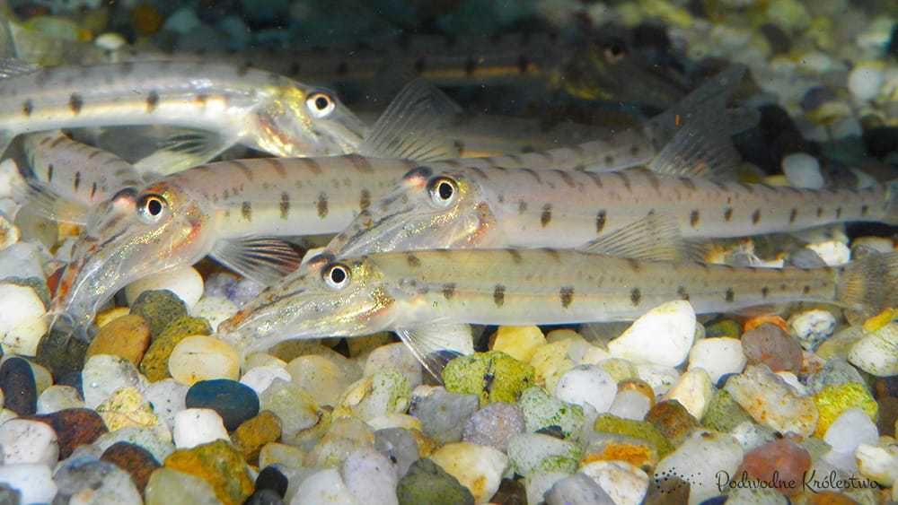 MISIEKZOO - Mułojad , Cierniooczek Długonosy