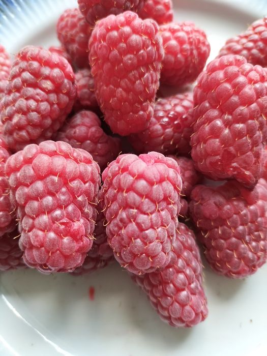 Саджанці малина ожина інжир полуниця саженцы малина клубника ежевика