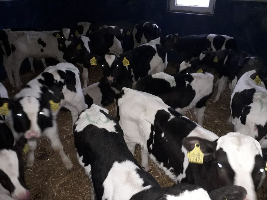 Cielaki Byczki, Jałówki Mięsne, Cielęta dowóz