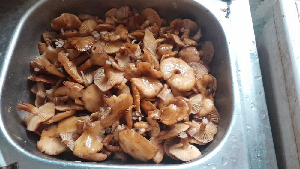 Маринованные домашние грибы