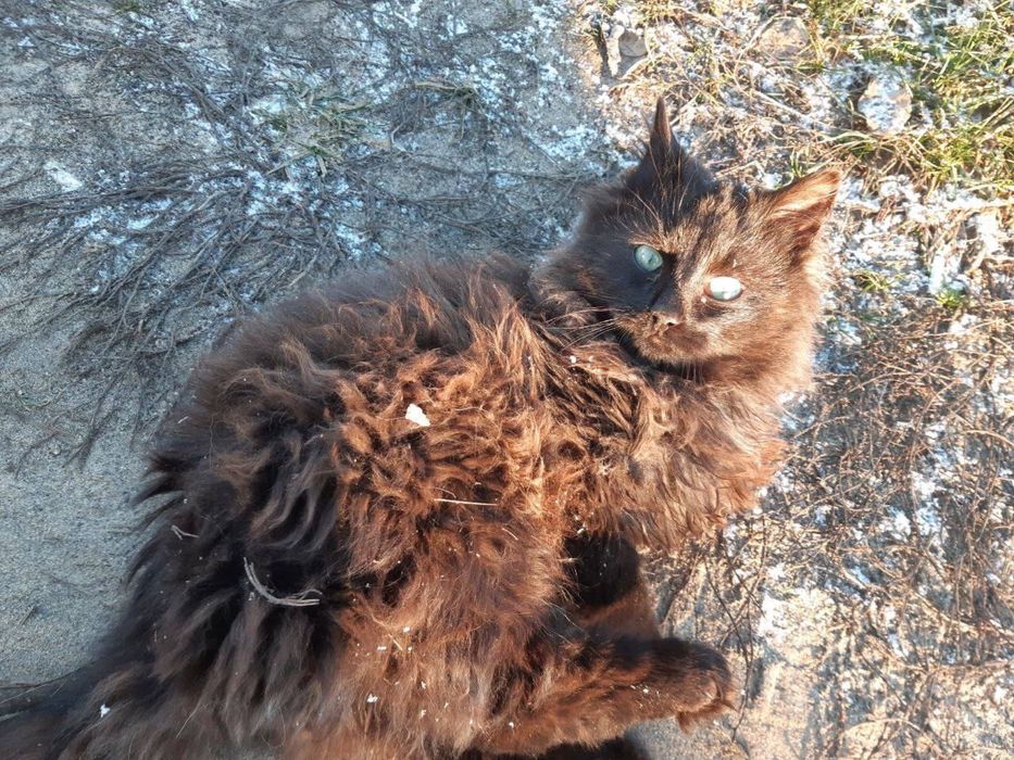 Котеня (Хлопчики/Дівчатка)