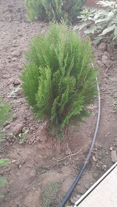 ПРОДАМ ! Саженцы  ТУЙ !