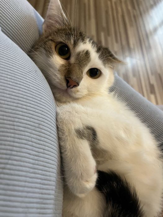 Kociak Tatron szuka swojego domu 2 letni