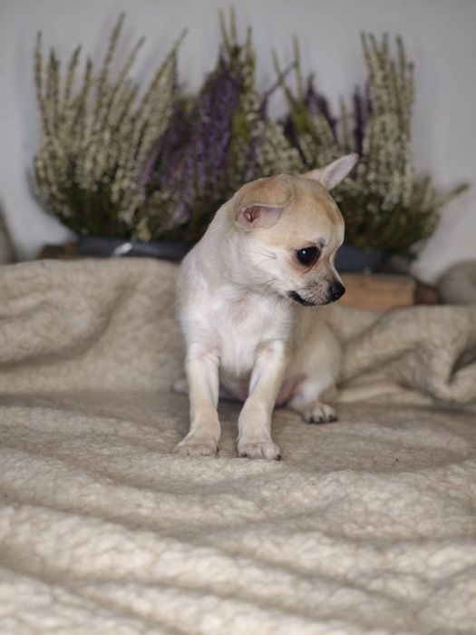 Chihuahua krótkowłosa suczka  ZKwP(FCI)